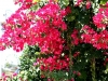 Paradise Garden
