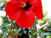 Paradise Garden