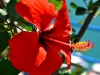 Paradise Garden