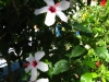 Paradise Garden